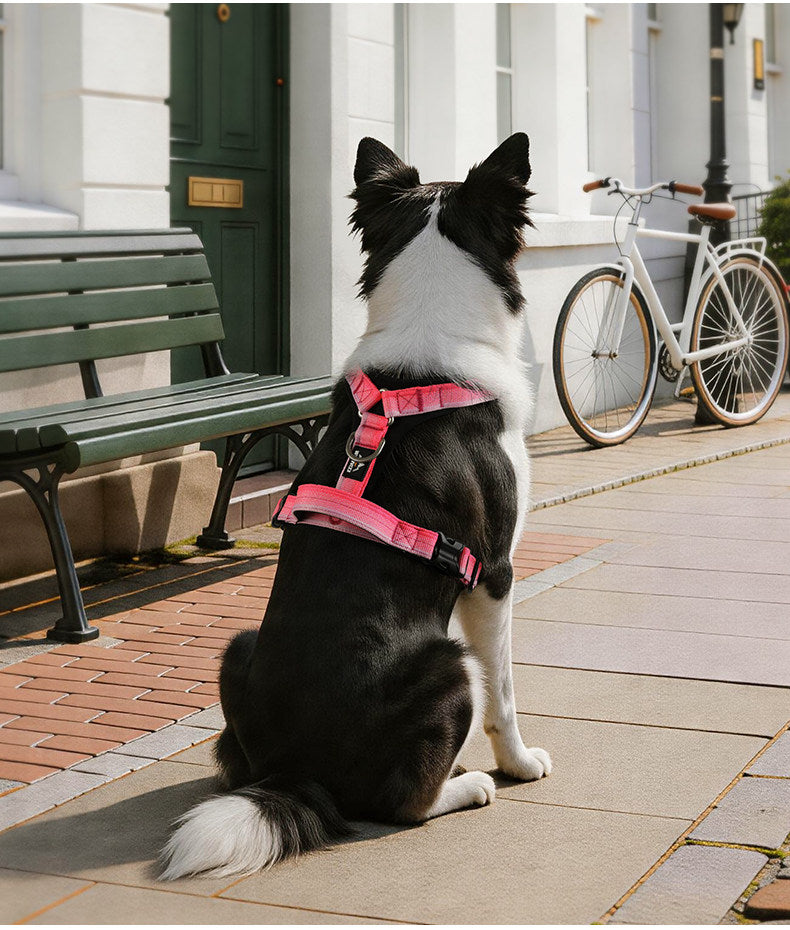 Gradient Harness & Leash Set