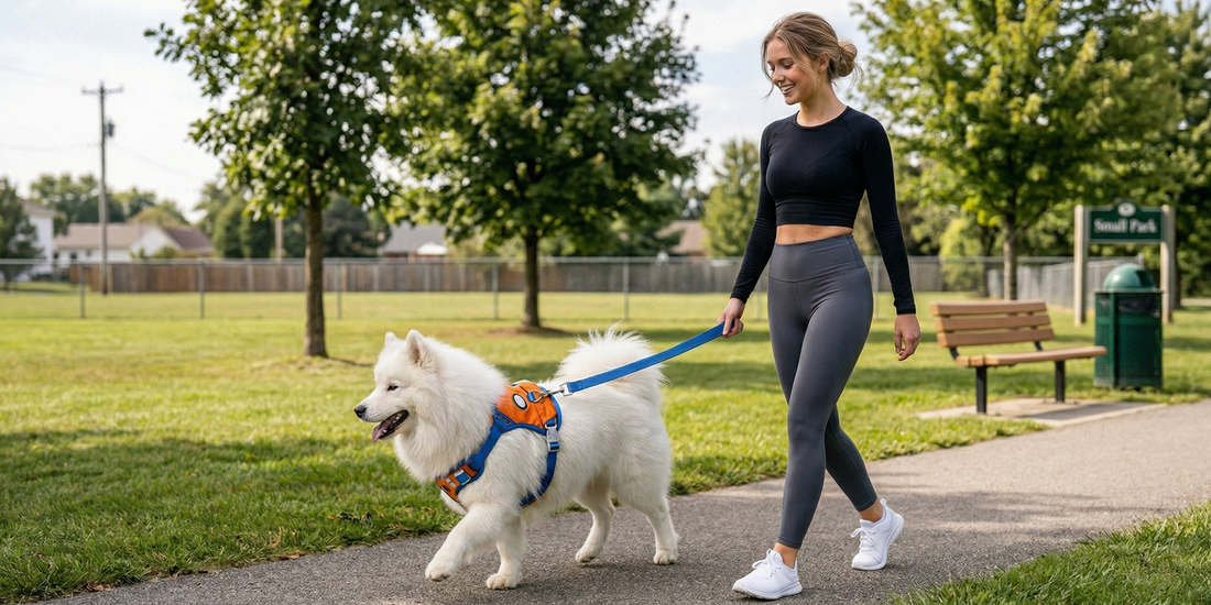 Dog wearing a secure well-fitted harness during an everyday walk