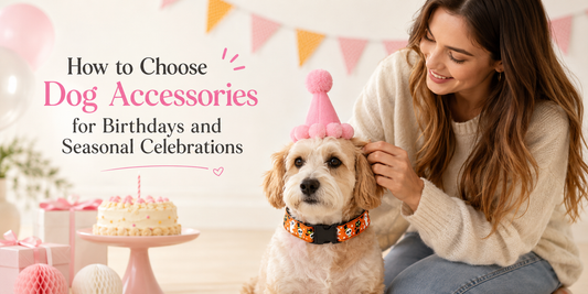 Dog wearing a festive accessory for a birthday or holiday photo moment