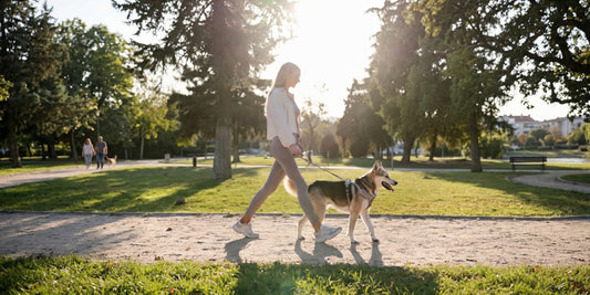 Dog wearing a front-clip harness during an everyday walk