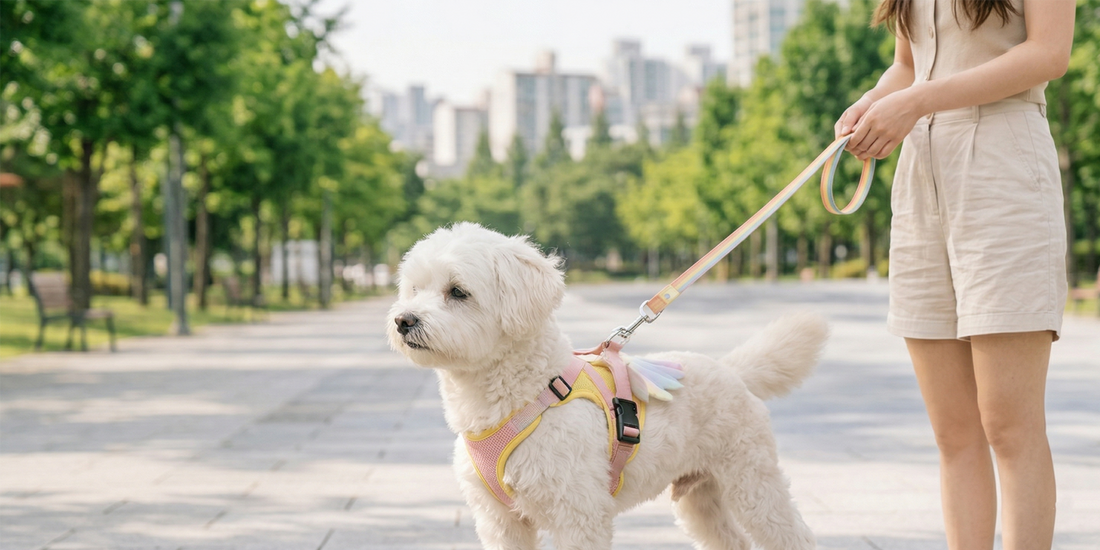 Dog wearing a properly fitted harness during an everyday walk