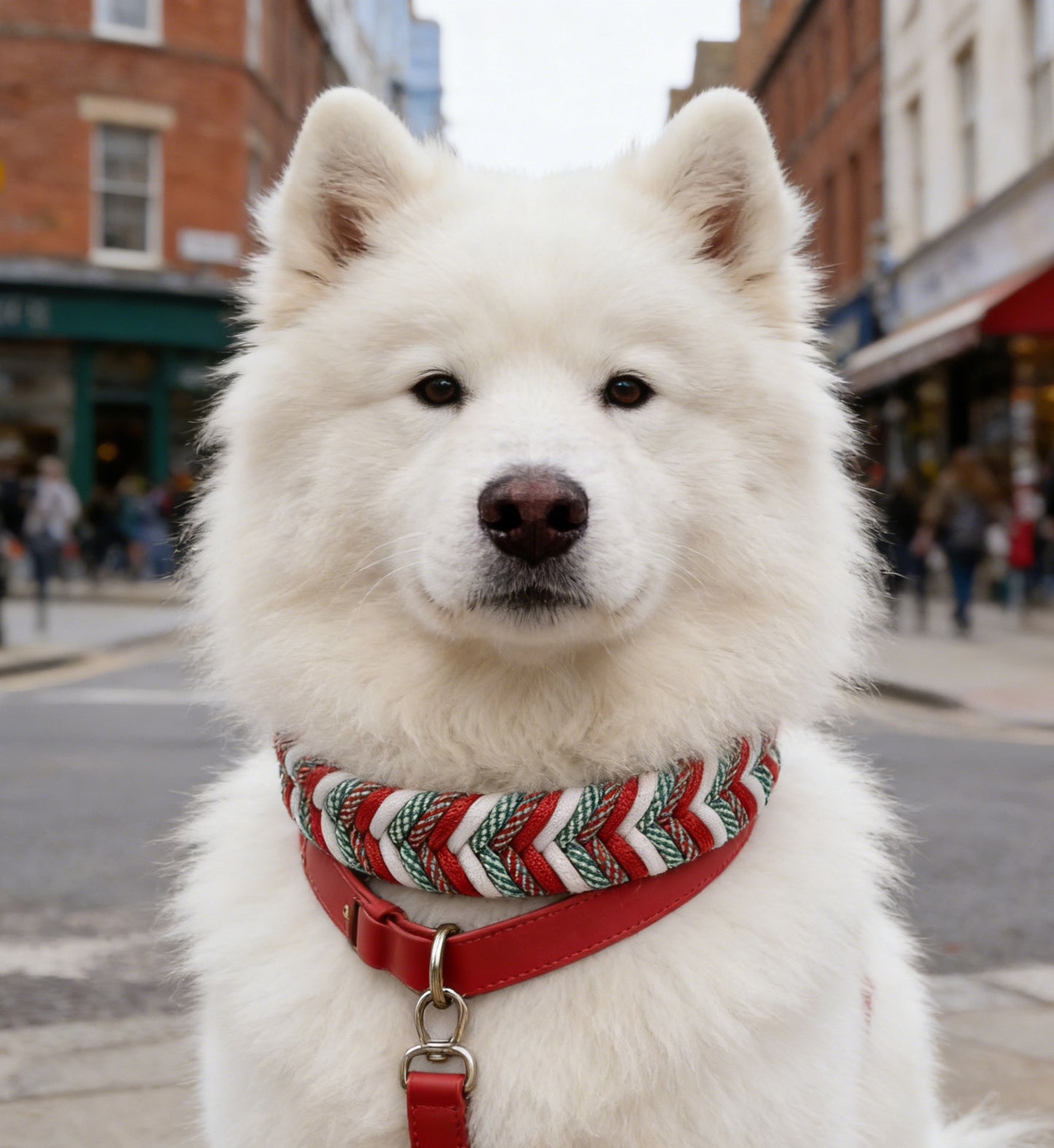 Braided Dog Collar