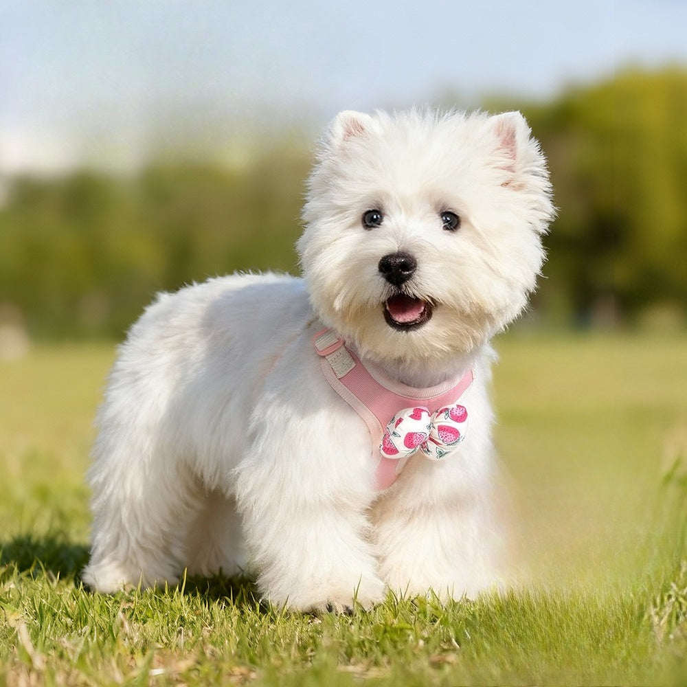 Fruit Pattern Harness & Leash Set