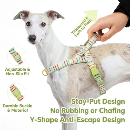 Patterned Harness & Leash Set