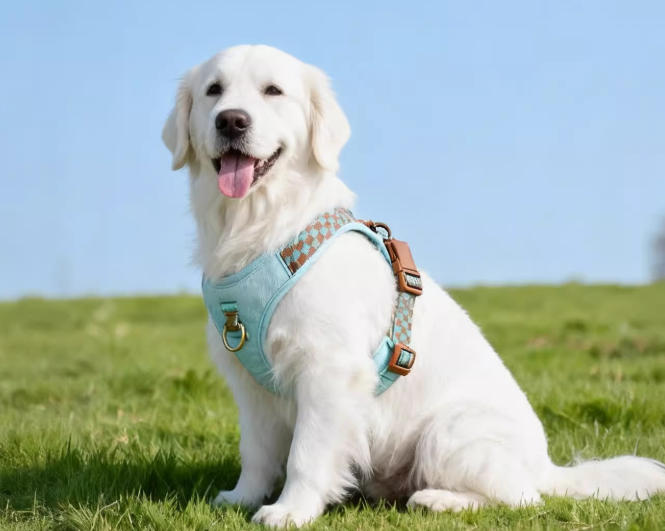 Denim Vest Harness & Leash Set