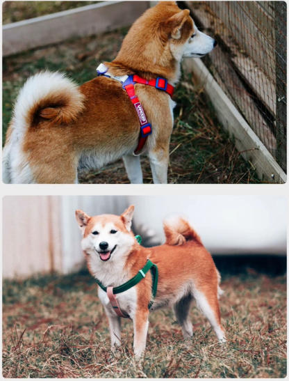 Waterproof H-Shaped Dog Harness