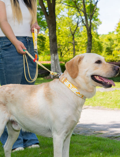 Braided Reflective Collar & Leash Set