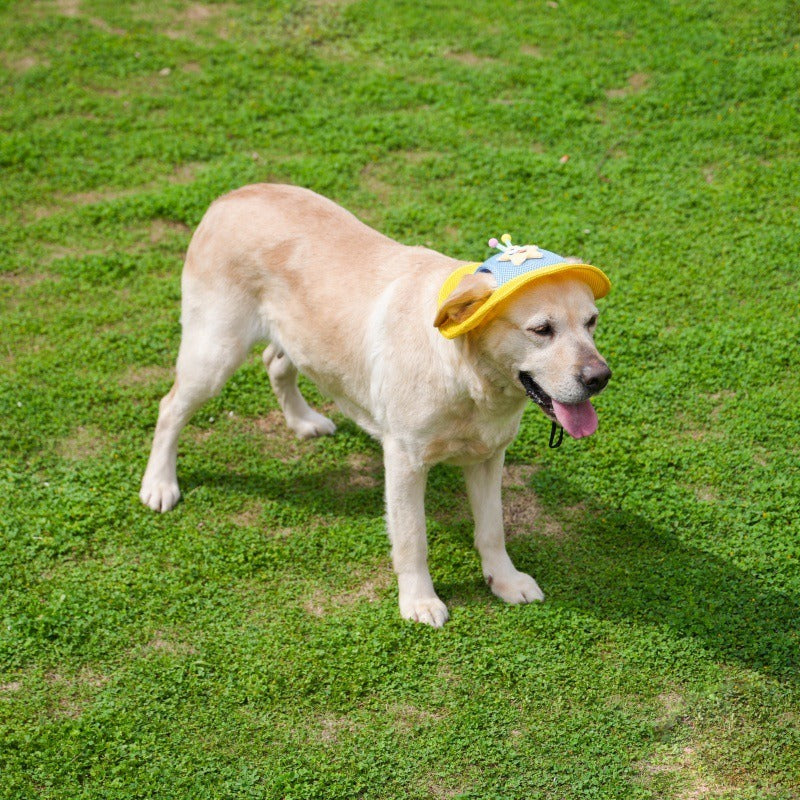 Cartoon Star Mesh Dog Hat
