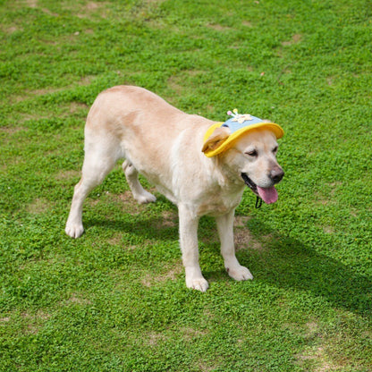 Cartoon Star Mesh Dog Hat