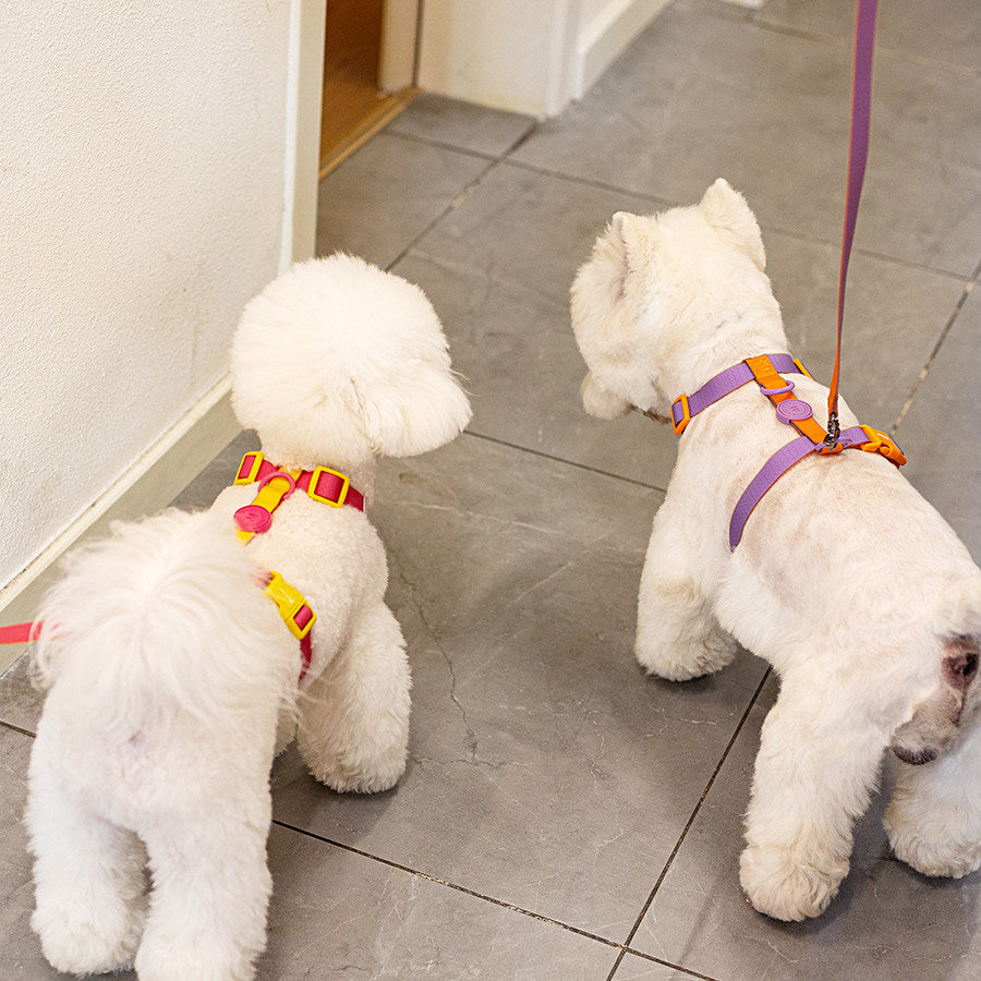 Waterproof Dog Harness