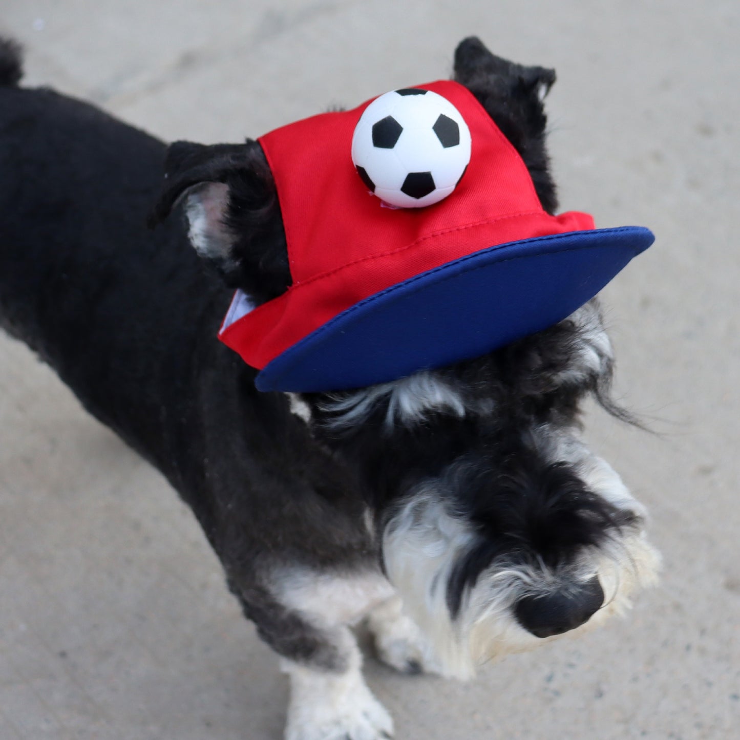 Soccer Fan Dog Hat