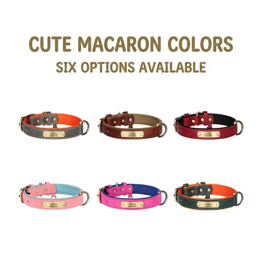 Six colorful dog collars with gold buckles on a white background, labeled 'Cute Macaron Colors'.