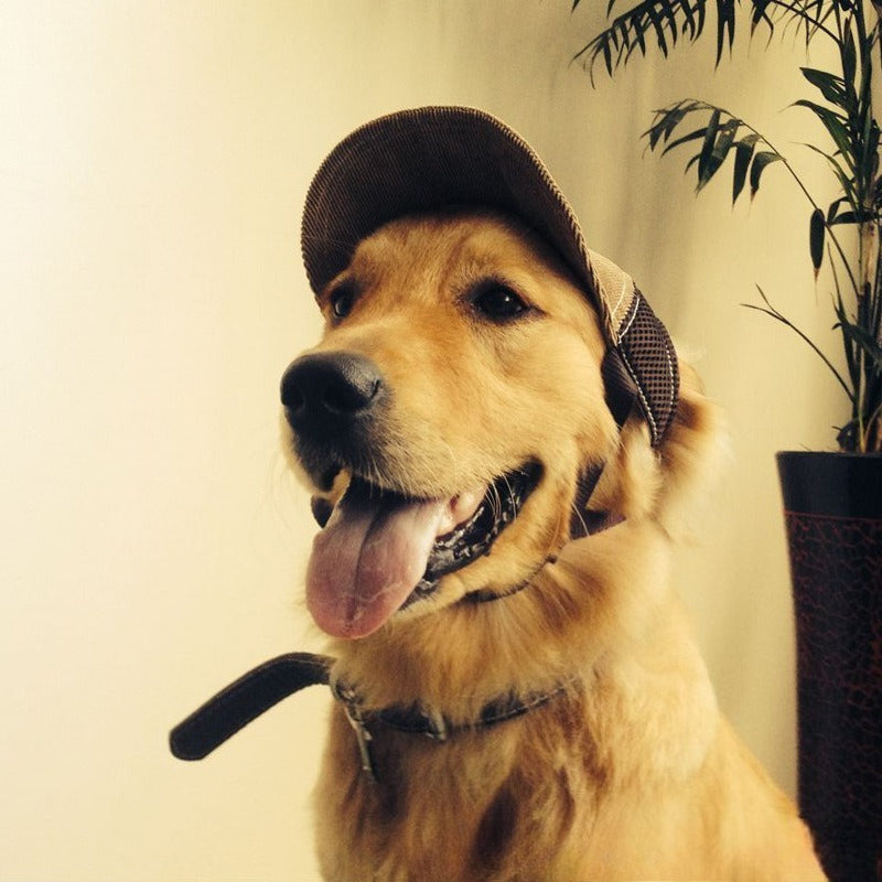 Corduroy G-Patch Dog Hat