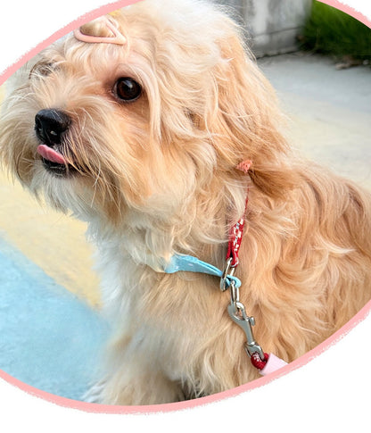 Polka Dot Martingale Dog Collar