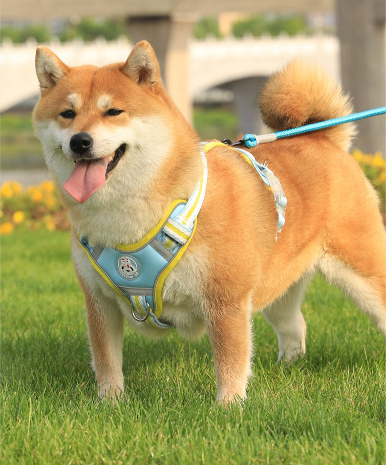 Breathable Mesh Harness & Leash Set