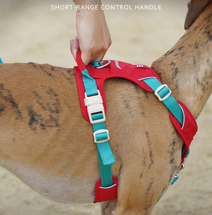 Pop Art Harness & Leash Set