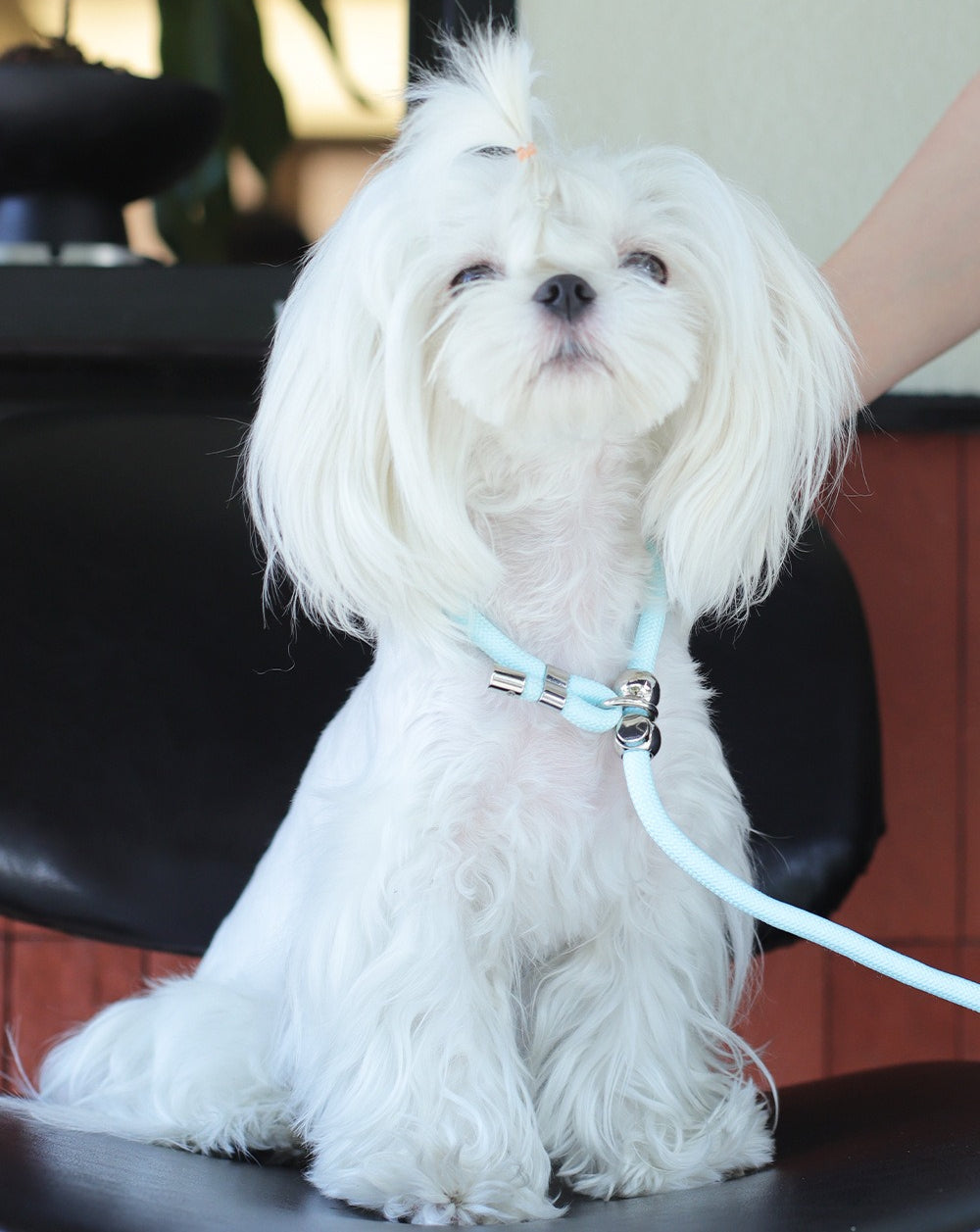 Embroidered Training Slip Dog Leash