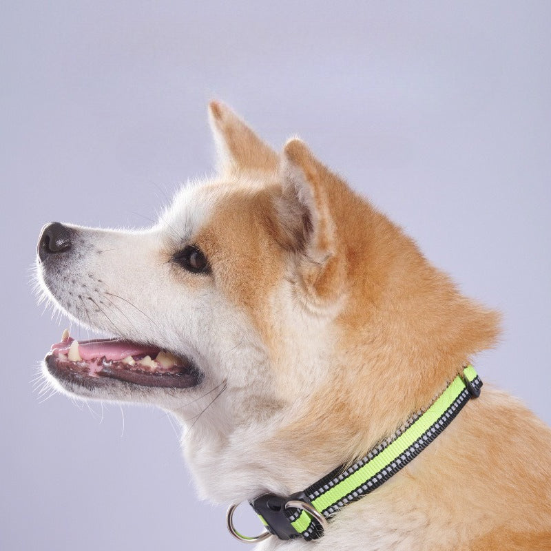 Reflective Nylon Dog Collar