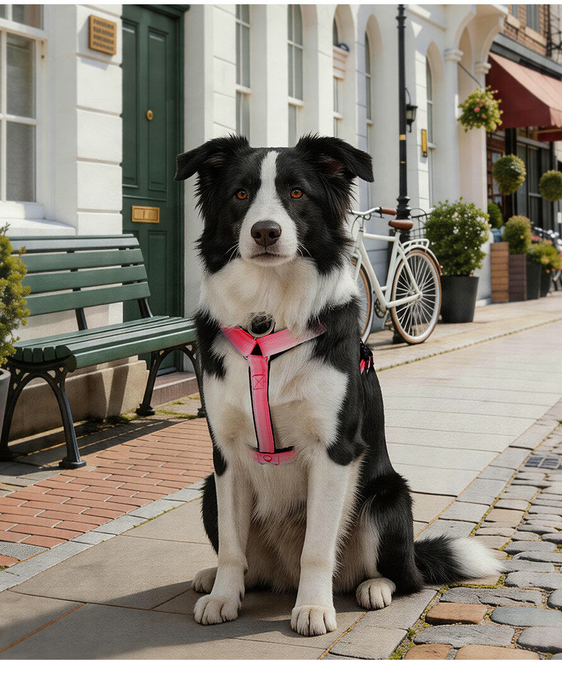 Gradient Harness & Leash Set