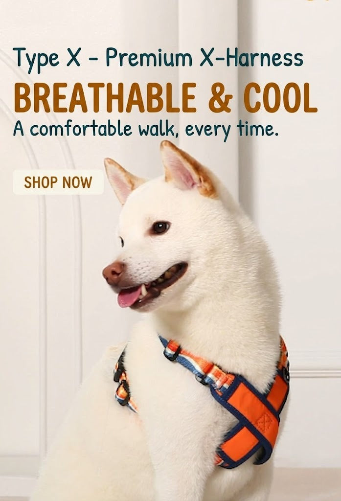 X-Shaped Breathable Harness & Leash Set