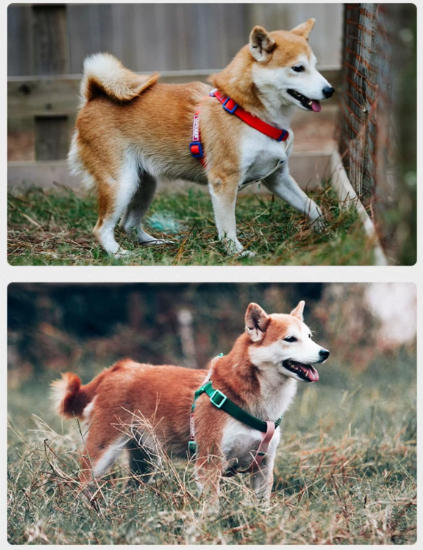 Waterproof H-Shaped Dog Harness
