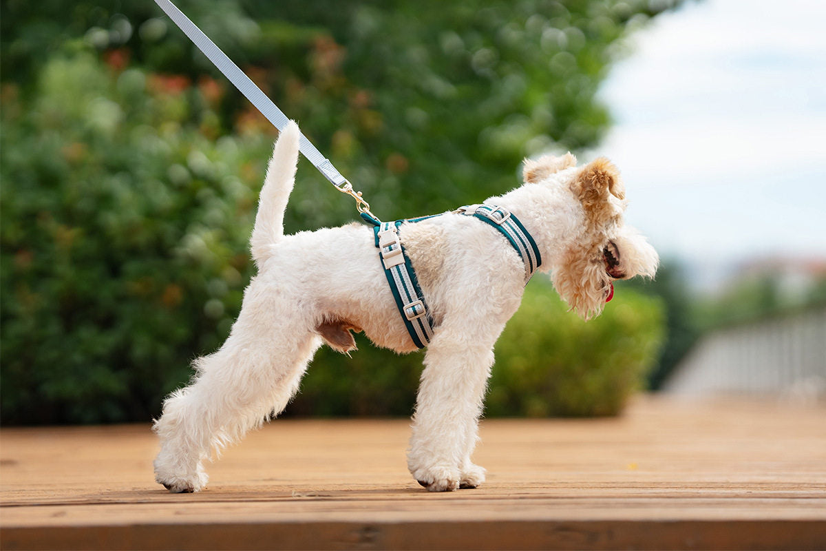 Reflective Y-Shaped Dog Harness