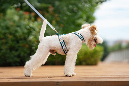 Reflective Y-Shaped Dog Harness