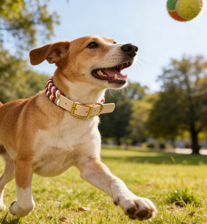 Braided Dog Collar