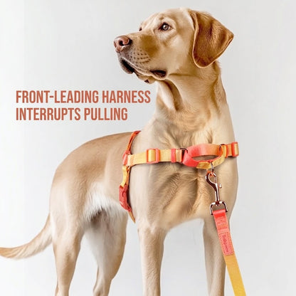 Gradient Harness & Leash Set