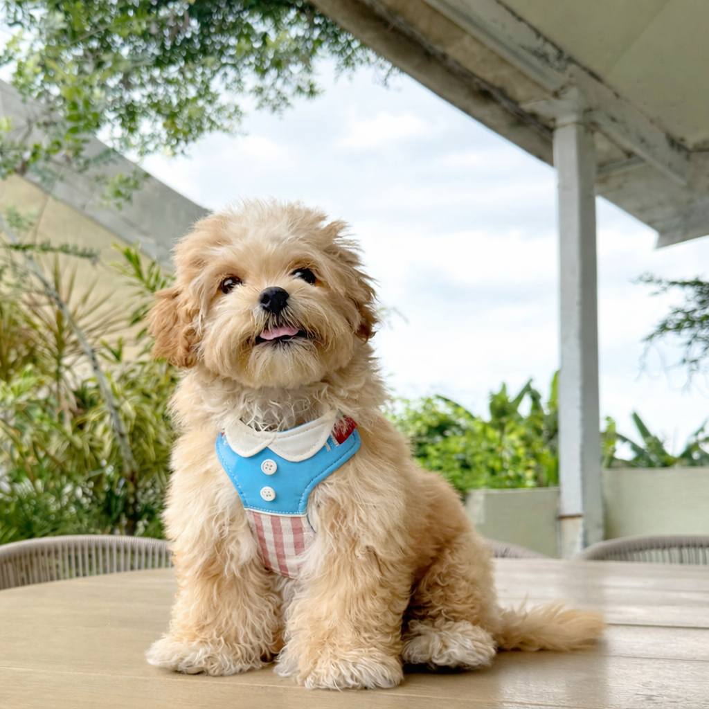 Preppy Plaid Dog Harness