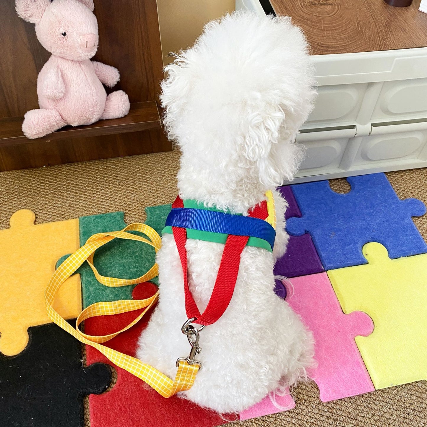 Rainbow Harness and Leash Set for Dogs – Rainbow