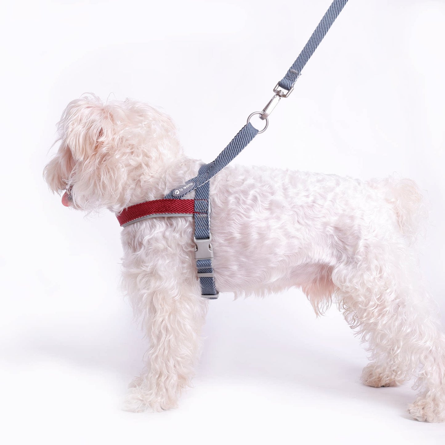Lightweight Quick-Wear Harness & Leash Set