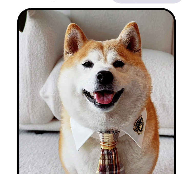 Plaid JK Style Dog Collar for Dogs – Multi