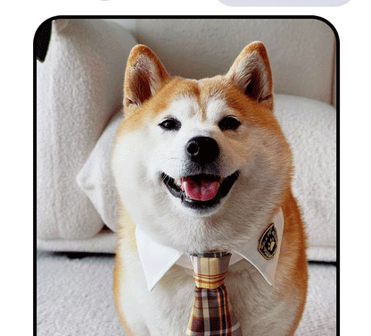 Plaid JK Style Dog Collar for Dogs – Multi