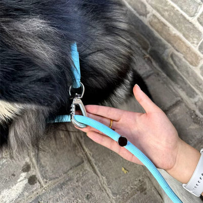 Braided Slip Lead Dog Leash for Dogs – Multi