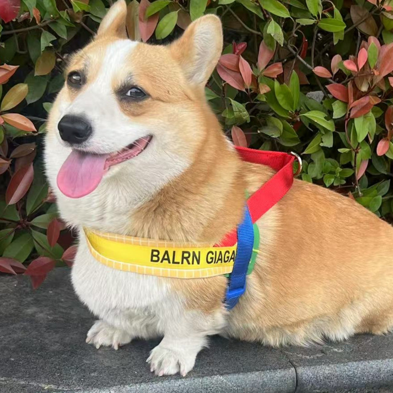 Rainbow Harness and Leash Set for Dogs – Rainbow