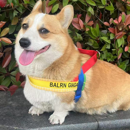 Rainbow Harness and Leash Set for Dogs – Rainbow