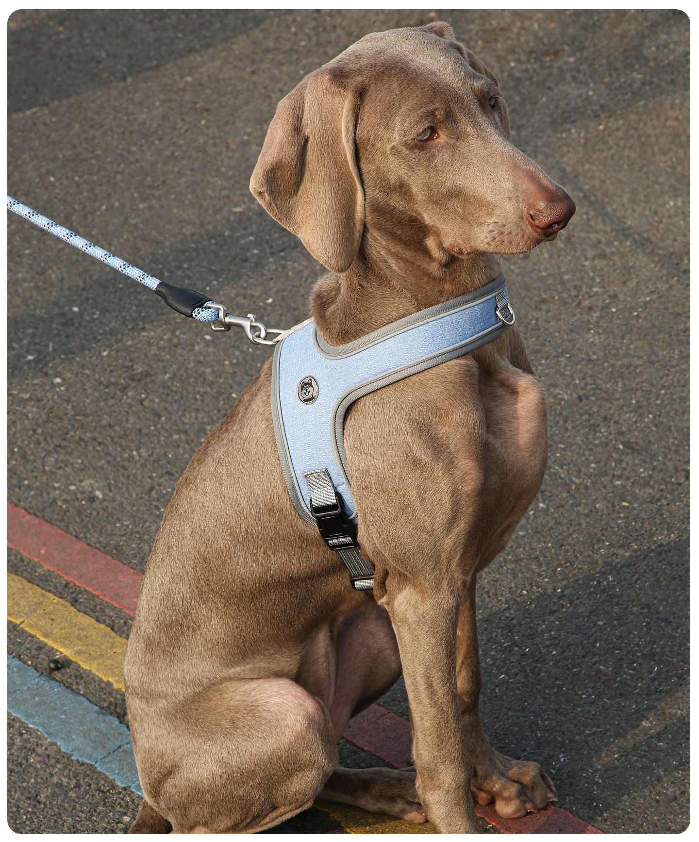 Reflective Saddle Harness & Leash Set