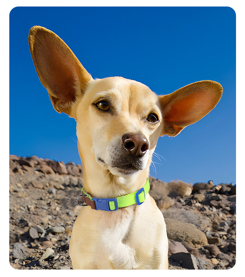 Two-Tone Dog Accessory Set for Dogs – Multi