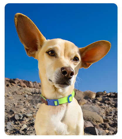 Two-Tone Dog Accessory Set for Dogs – Multi