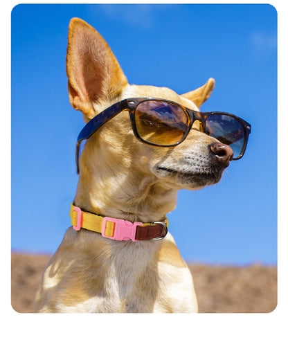 Two-Tone Dog Accessory Set for Dogs – Multi