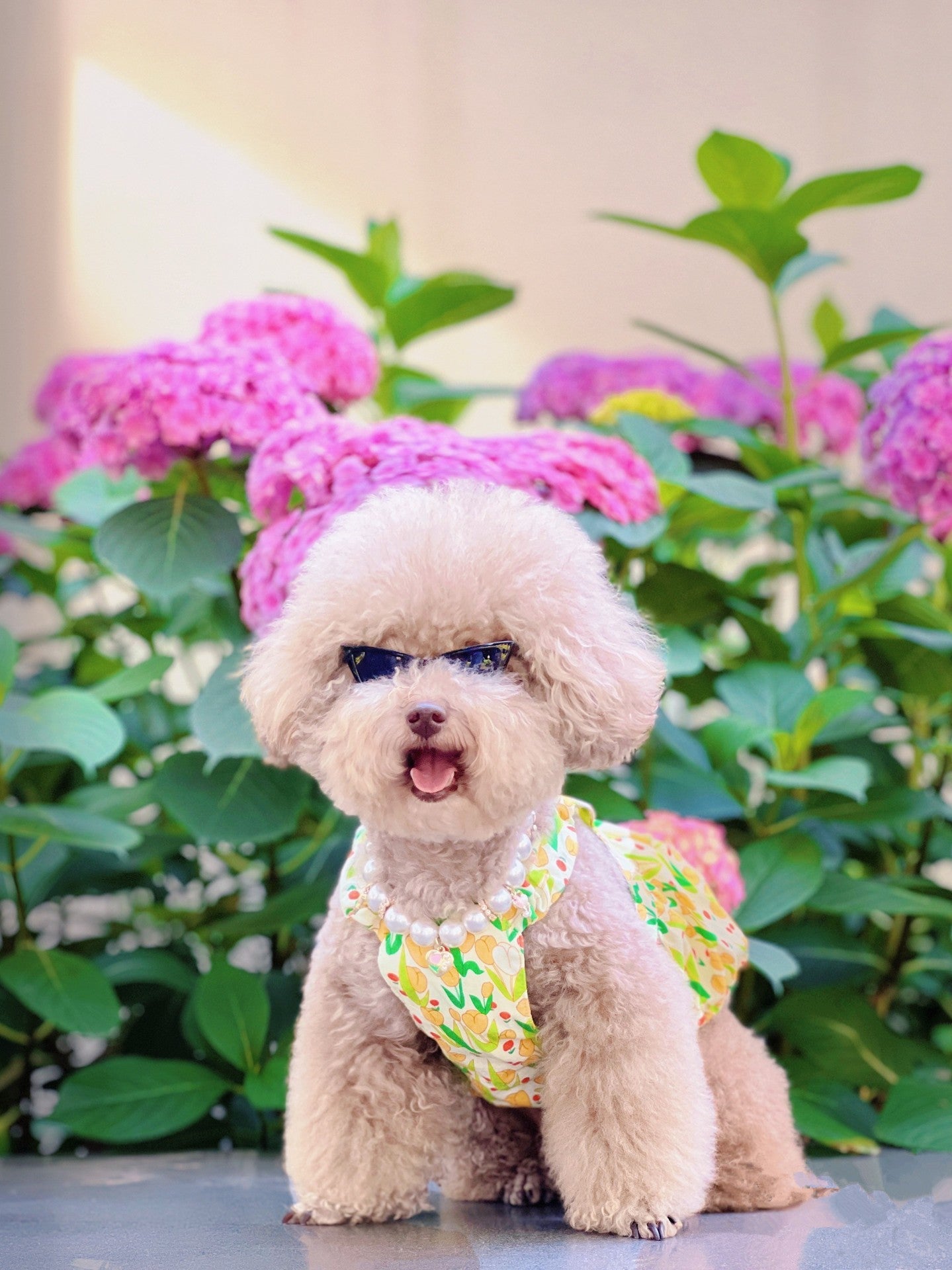 Triangle Hip-Hop Dog Birthday Accessory for Dogs – Black