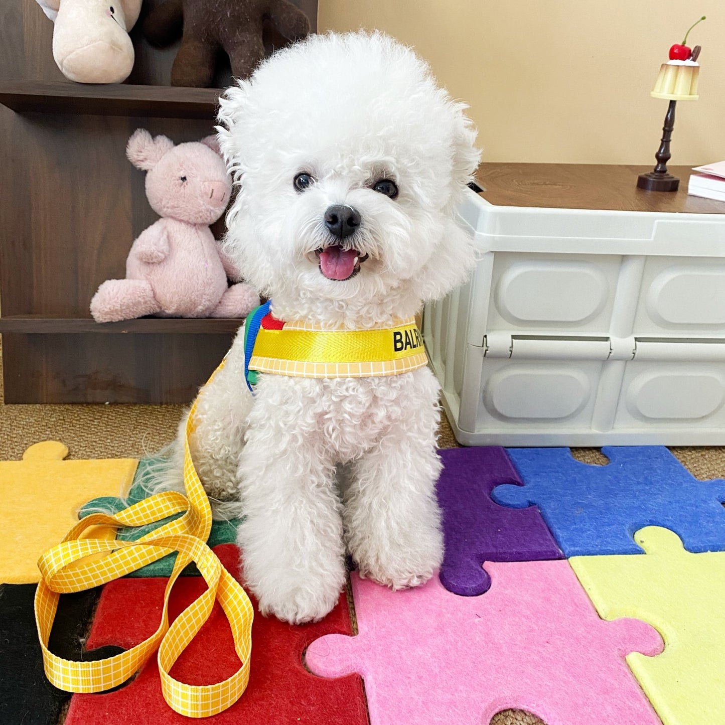 Rainbow Harness and Leash Set for Dogs – Rainbow