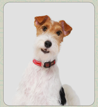 Cartoon Print Dog Collar