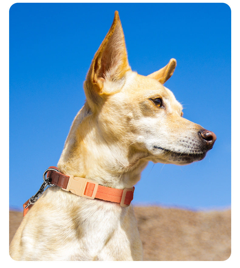 Two-Tone Dog Accessory Set for Dogs – Multi