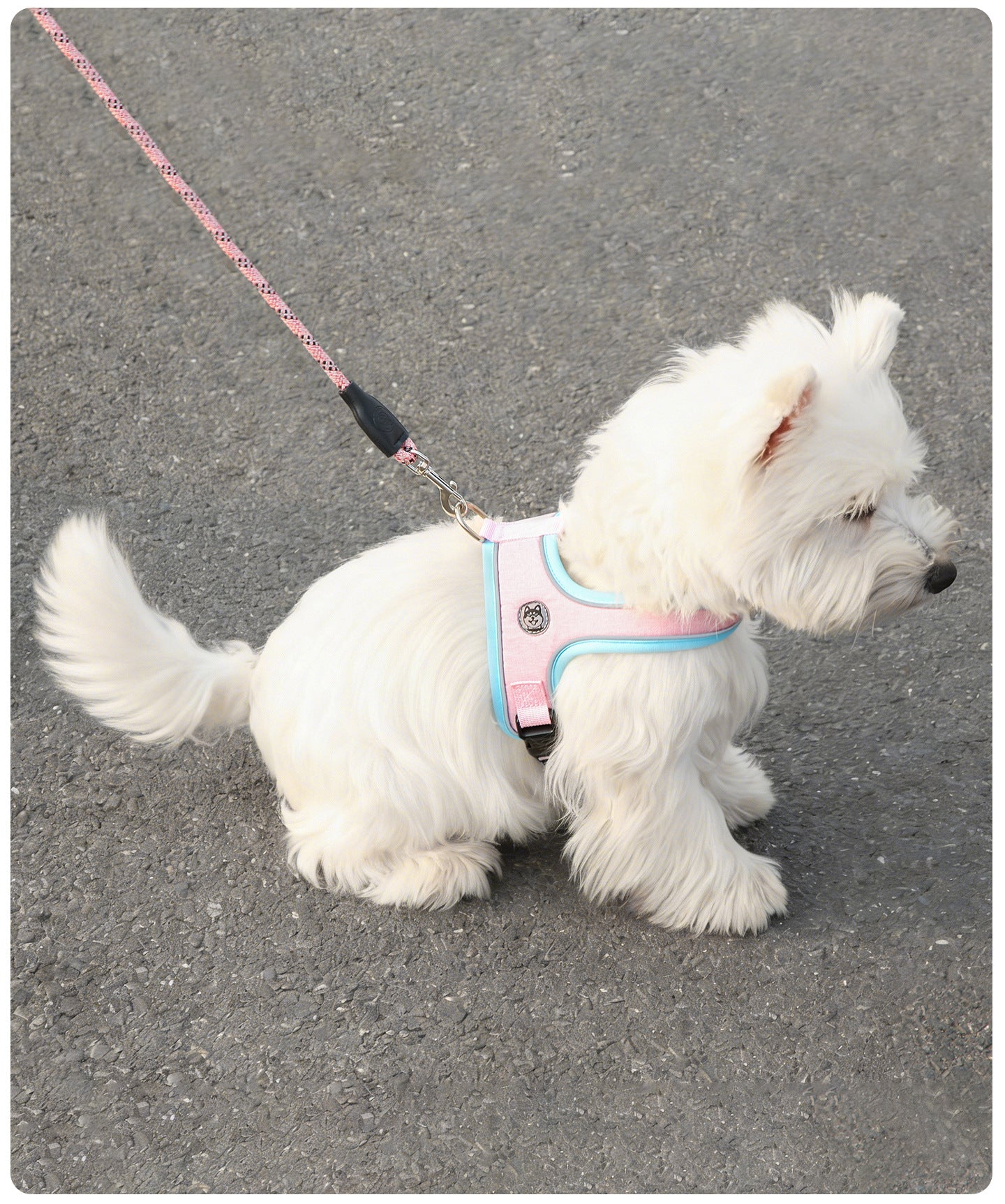 Reflective Saddle Harness & Leash Set