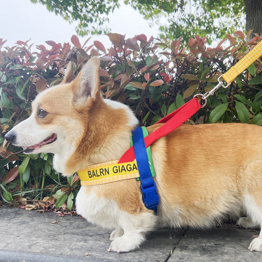 Rainbow Harness and Leash Set for Dogs – Rainbow
