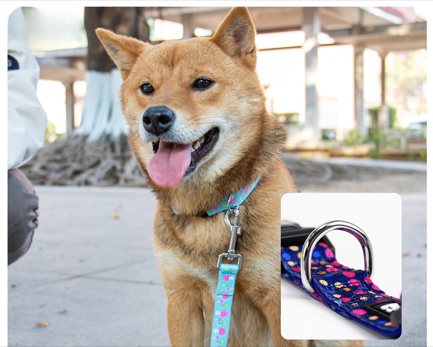 Patterned Soft Lined Dog Collar