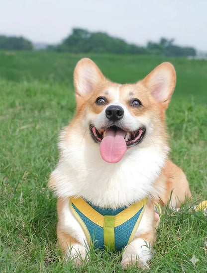 Cooling Mesh Harness & Leash Set