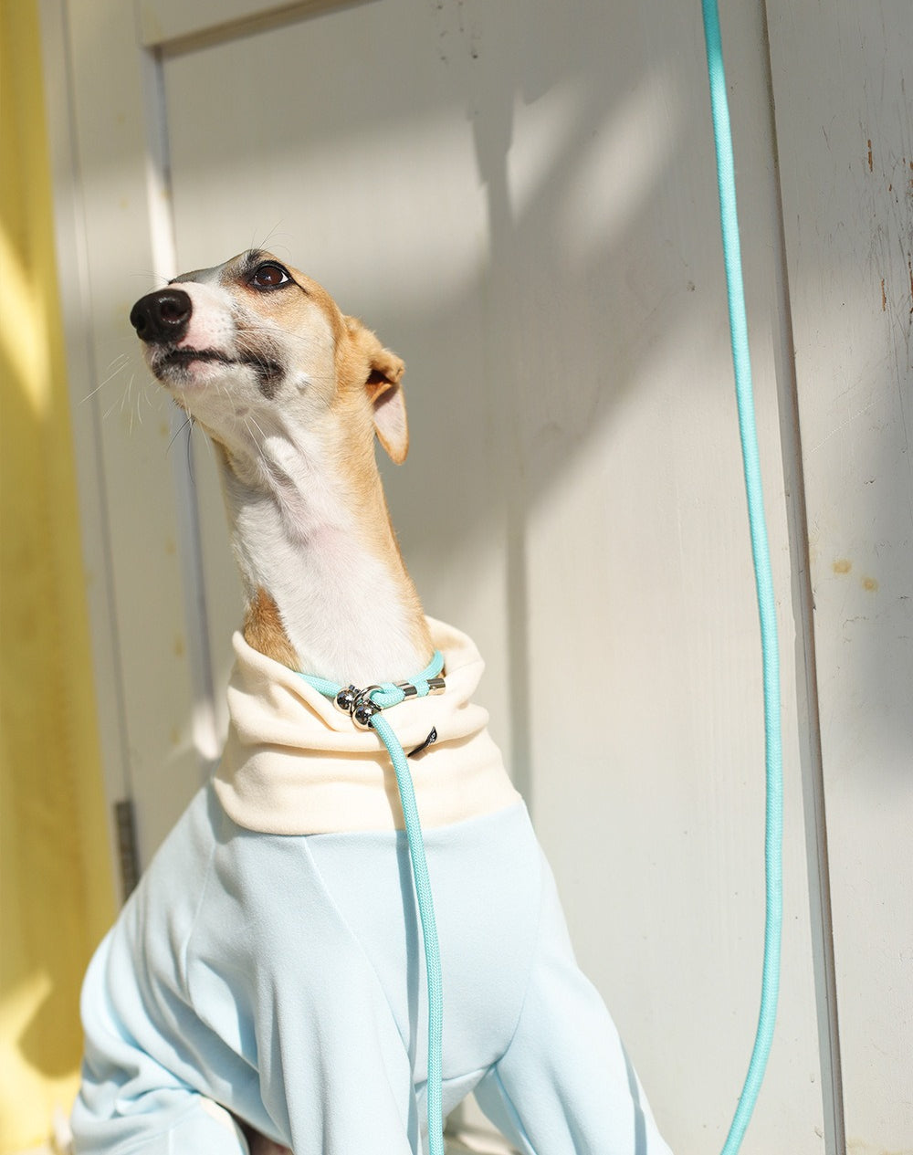 Embroidered Training Slip Dog Leash